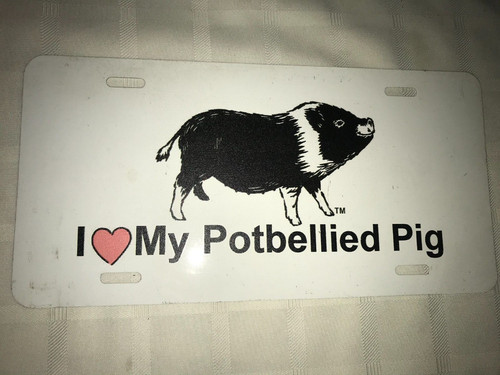 Love heart potbellied pig - love, my